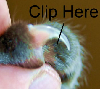 стрижка когтей кошке